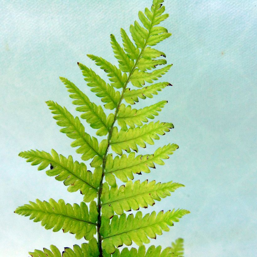 Dryopteris filix-mas - Wurmfarn (Foliage)