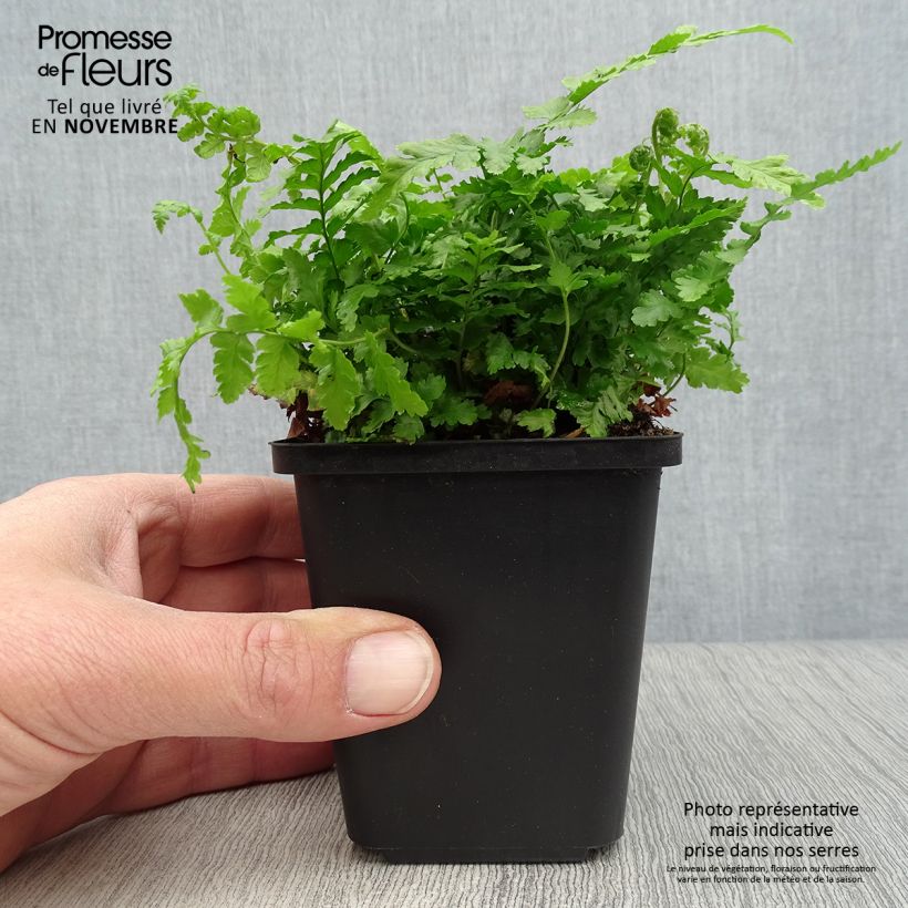 Example of Dryopteris filix-mas - Wurmfarn Kleine Töpfe von 8/9 cm as you get in automne