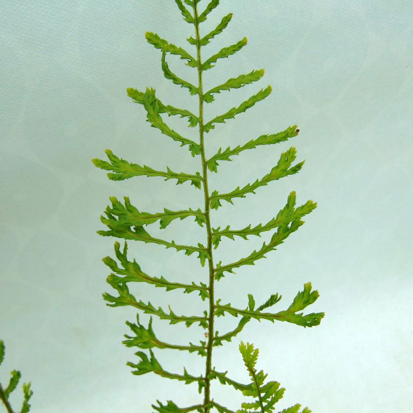Dryopteris filix-mas Linearis Polydactyla - Wurmfarn (Foliage)