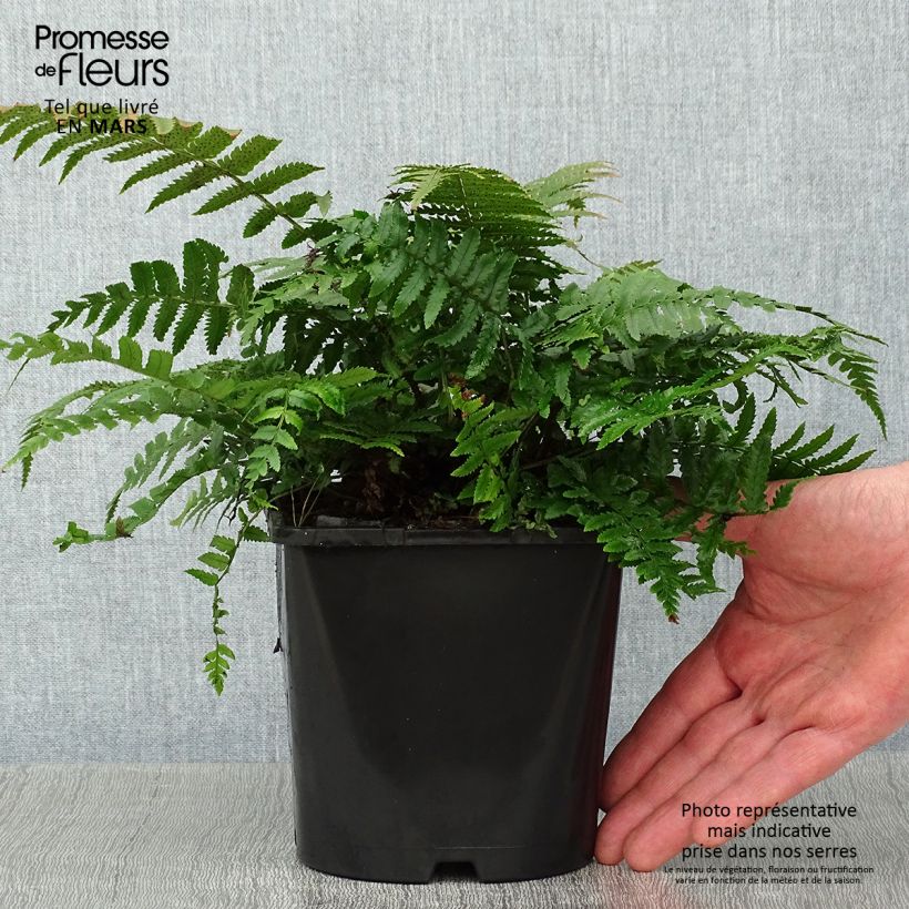 Exemplar von Dryopteris kuratae - Wurmfarn Topf mit 2L/3L wie im Winter geliefert