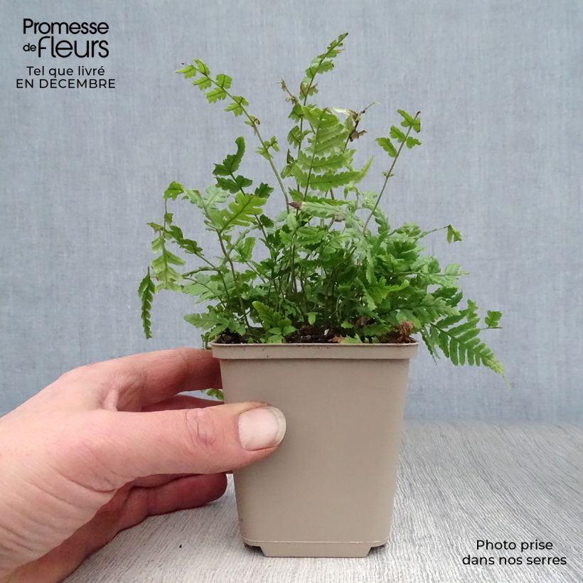 Exemplar von Dryopteris lepidopoda - Wurmfarn Kleine Töpfe von 8/9 cm wie im Winter geliefert