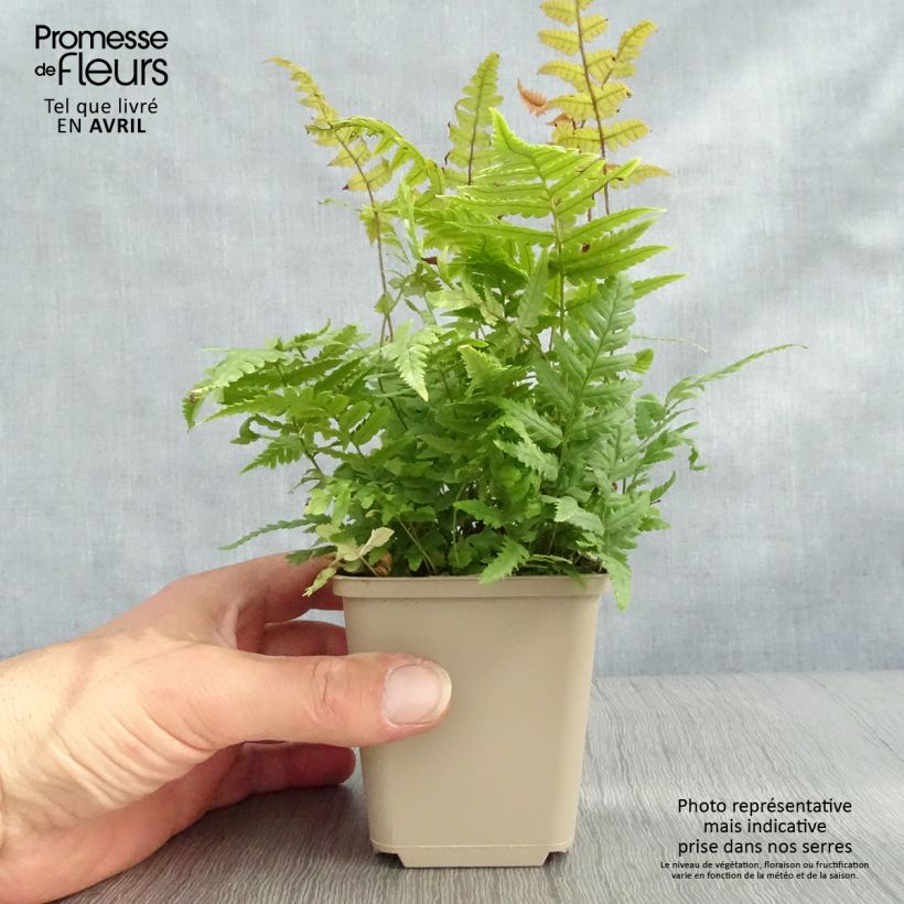 Exemplar von Dryopteris lepidopoda - Wurmfarn Kleine Töpfe von 8/9 cm wie im Frühjahr geliefert