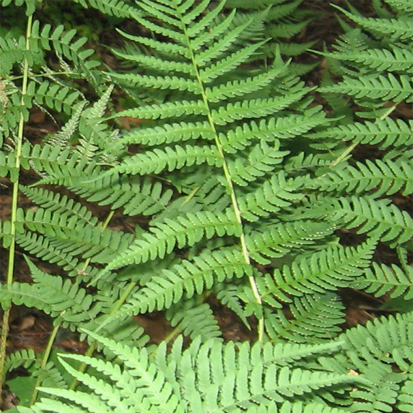 Dryopteris marginalis - Wurmfarn (Foliage)
