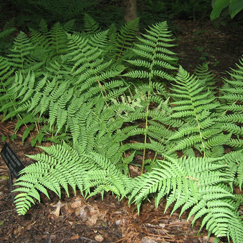 Dryopteris marginalis - Wurmfarn (Plant habit)