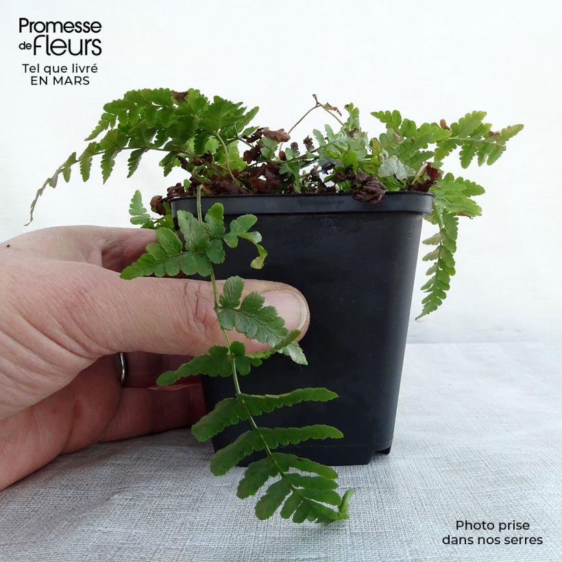 Exemplar von Dryopteris marginalis - Wurmfarn Kleine Töpfe von 8/9 cm wie im Frühjahr geliefert