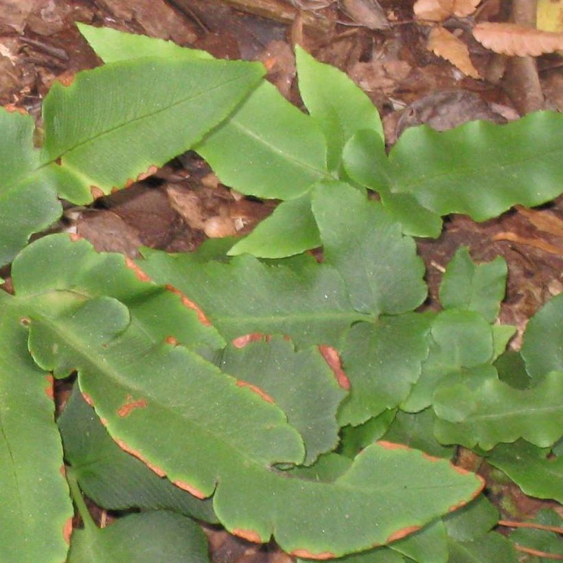 Dryopteris sieboldii - Wurmfarn (Foliage)