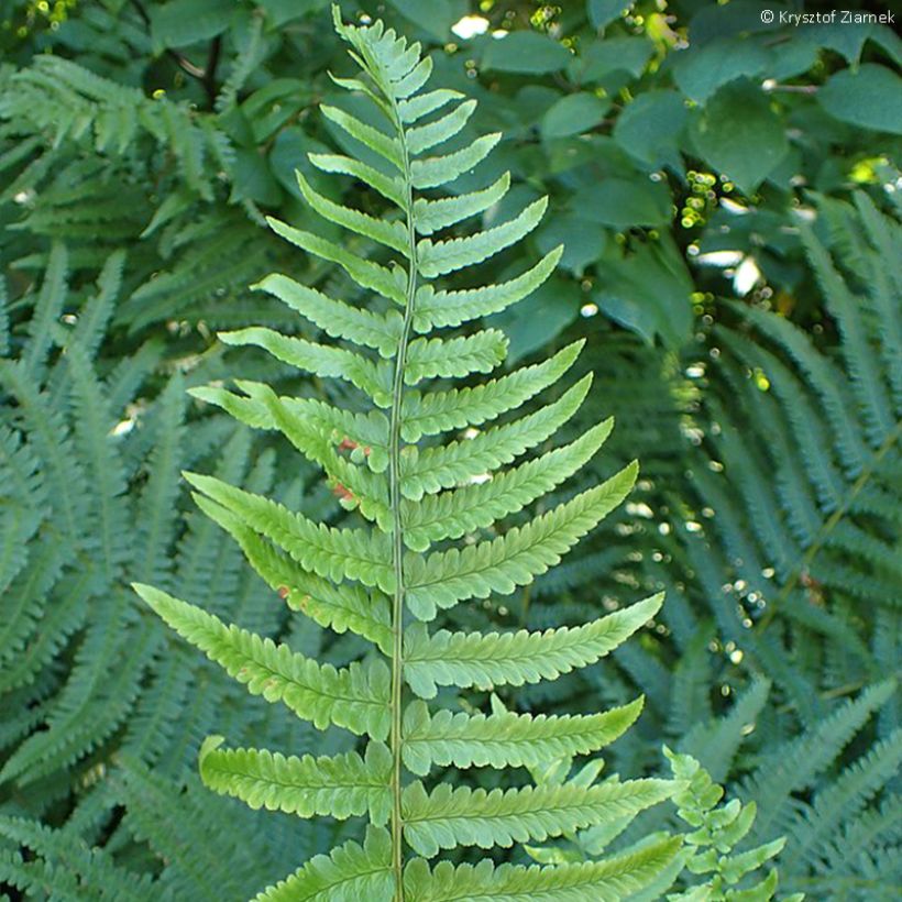 Dryopteris tokyoensis - Wurmfarn (Foliage)