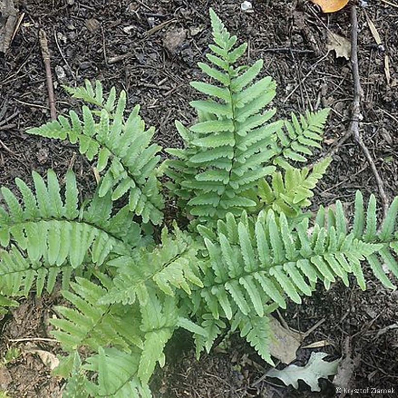 Dryopteris tokyoensis - Wurmfarn (Plant habit)