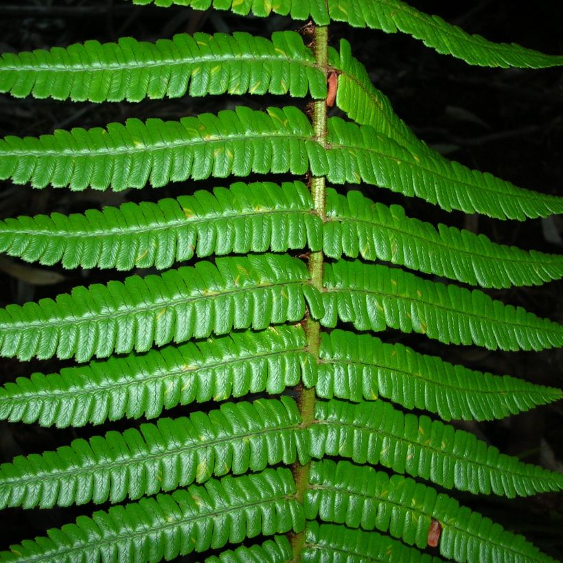 Dryopteris wallichiana - Wurmfarn (Foliage)
