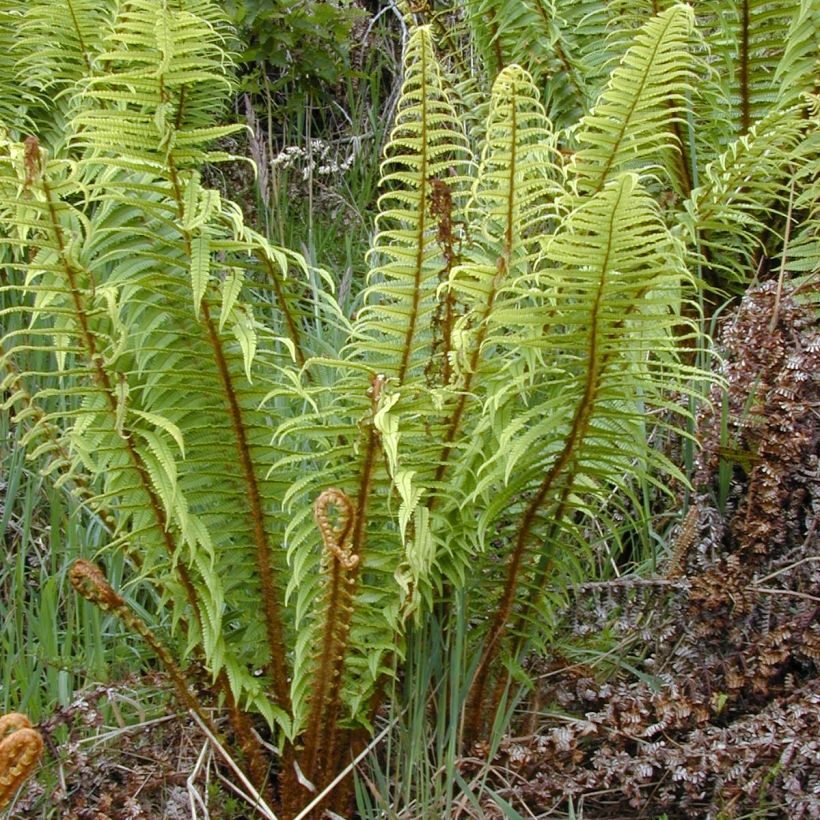 Dryopteris wallichiana - Wurmfarn (Plant habit)