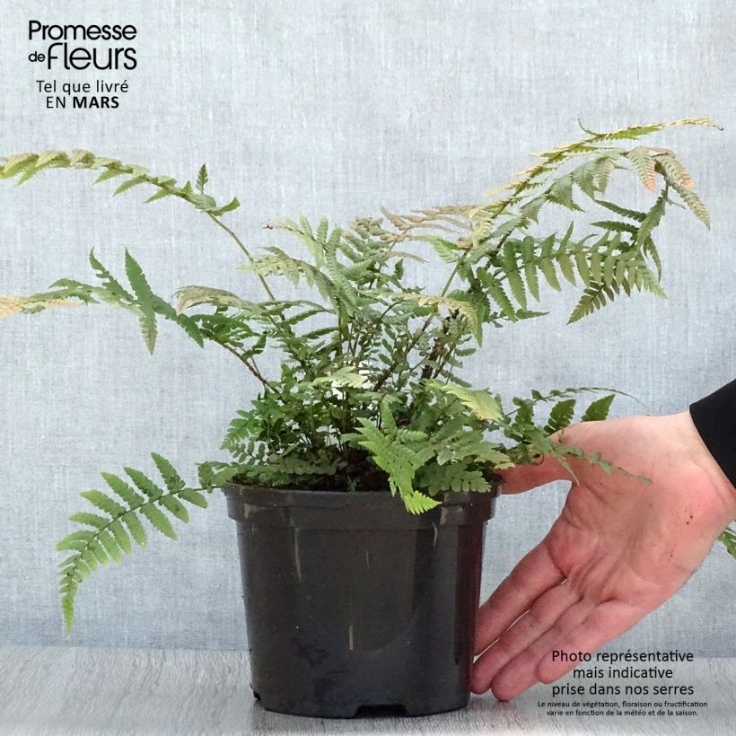 Exemplar von Dryopteris wallichiana - Wurmfarn Topf mit 2L/3L wie im Frühjahr geliefert