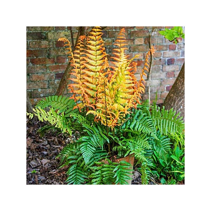 Dryopteris wallichiana Jurassic Gold - Wurmfarn (Plant habit)