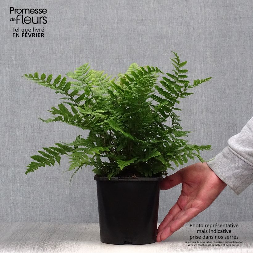 Example of Dryopteris wallichiana Jurassic Gold - Wurmfarn Topf mit 2L/3L as you get in automne
