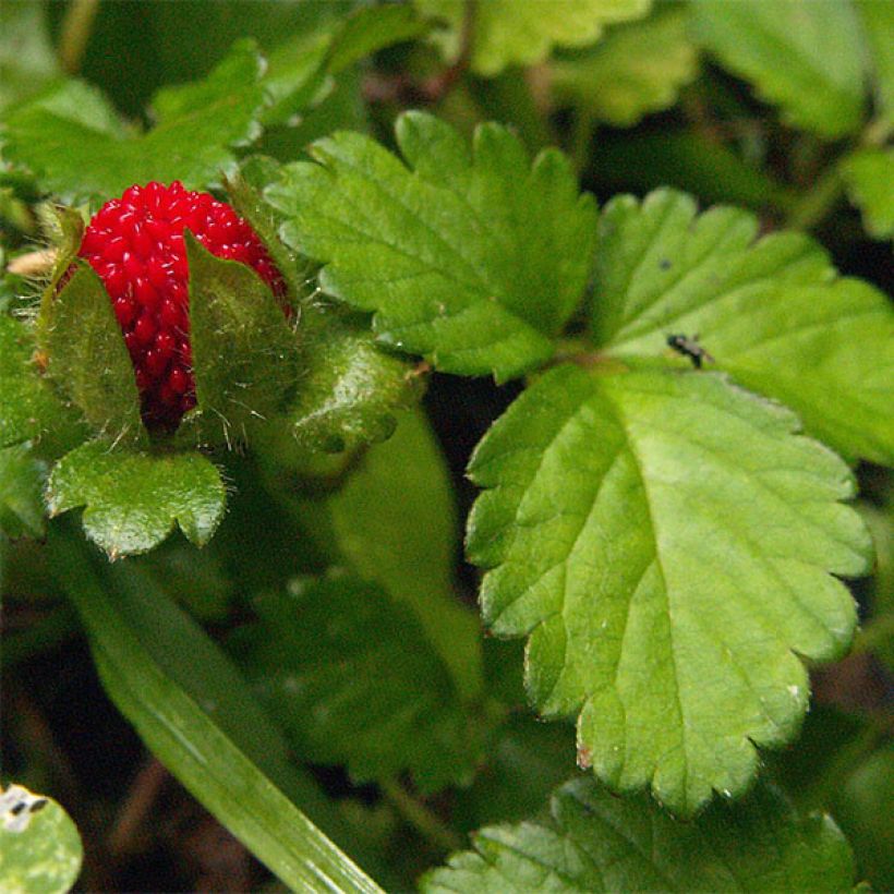 Duchesnea indica - Indische Erdbeere (Foliage)