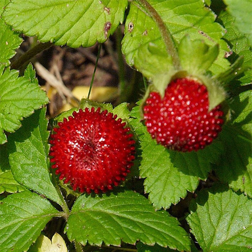 Duchesnea indica - Indische Erdbeere (Harvest)