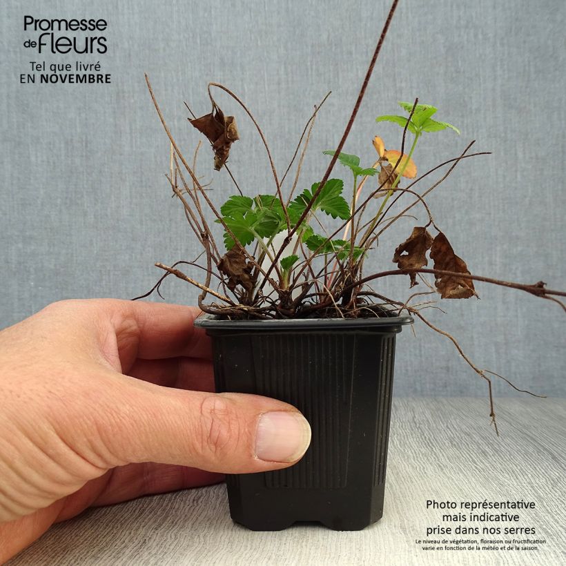 Example of Duchesnea indica - Indische Erdbeere Kleine Töpfe von 8/9 cm as you get in automne