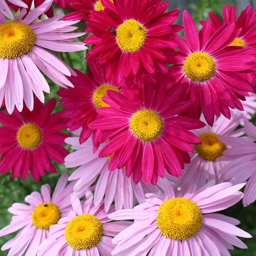 Günstiges Pyrethrum-Duo (Flowering)