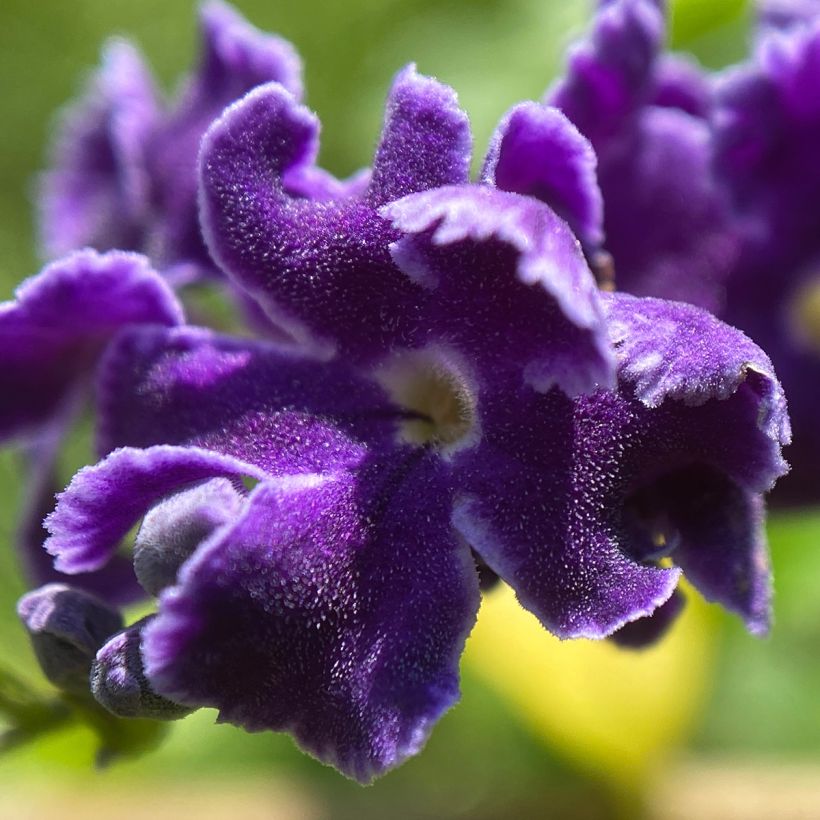 Duranta repens - Himmelsblüte (Flowering)