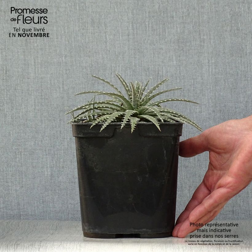 Example of Dyckia Brittle Star Topf mit 3L/4L as you get in automne