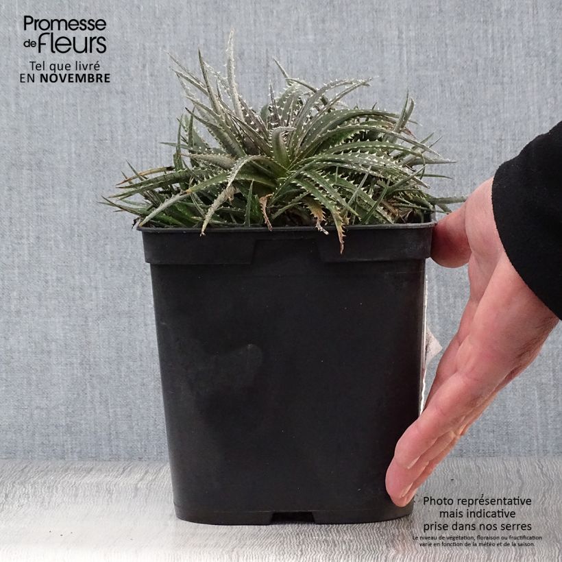 Example of Dyckia Grand Marnier Topf mit 2L/3L as you get in automne