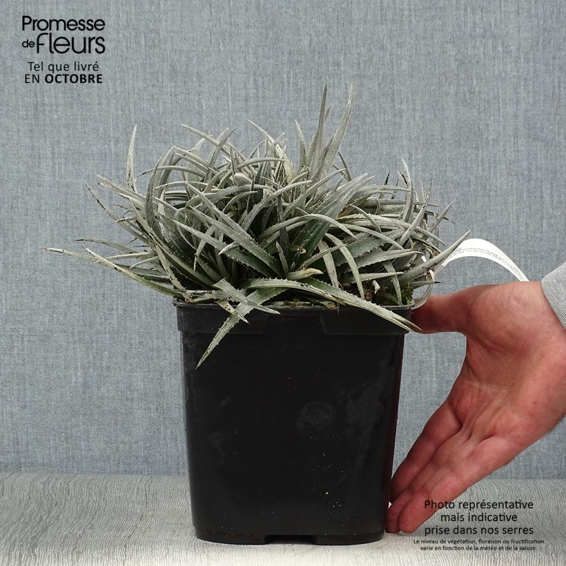 Example of Dyckia Pale Rider Topf mit 2L/3L as you get in automne