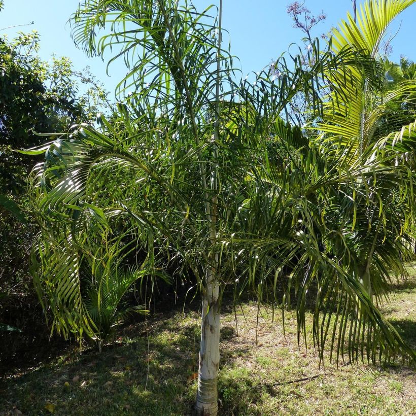 Dypsis plumosa (Plant habit)