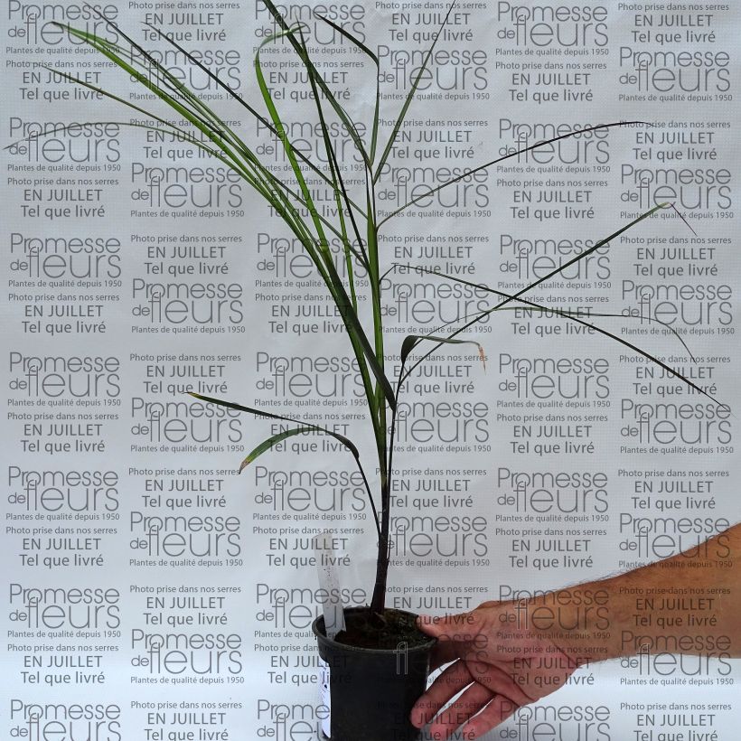 Example of Dypsis plumosa Topf 12 cm / 13 cm as you get in ete