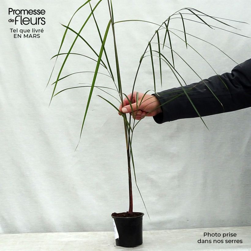 Exemplar von Dypsis plumosa Topf 12 cm / 13 cm wie im Frühjahr geliefert