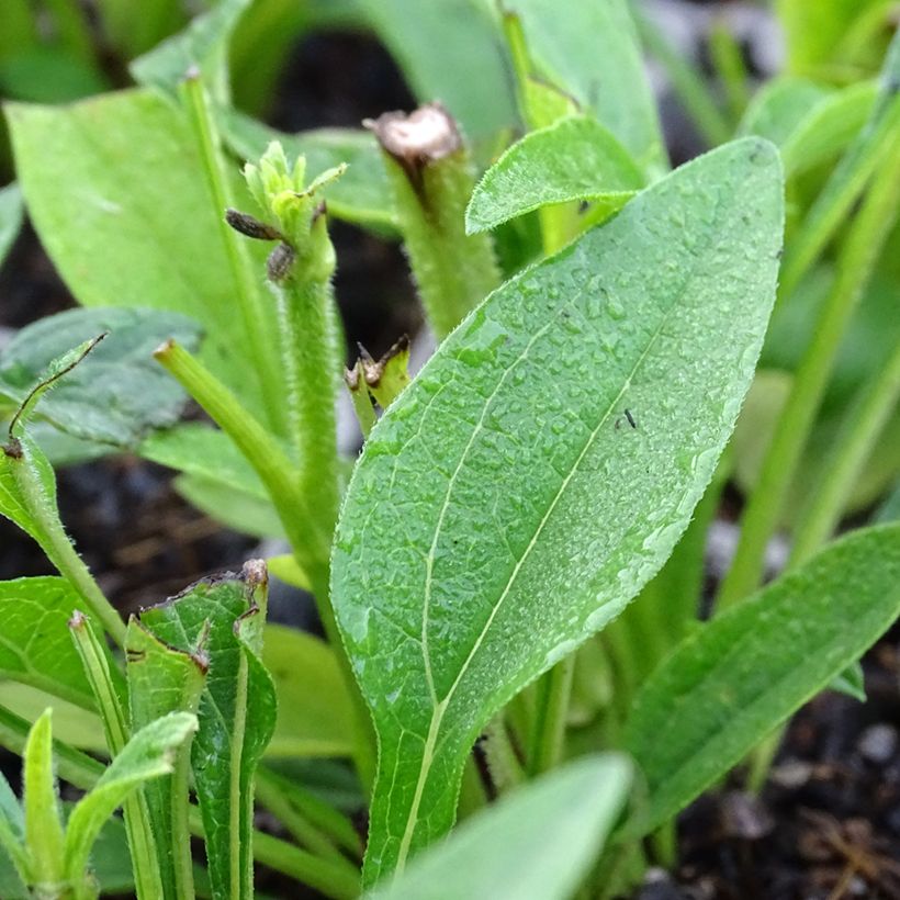 Echinacea Kismet White - Scheinsonnenhut (Foliage)