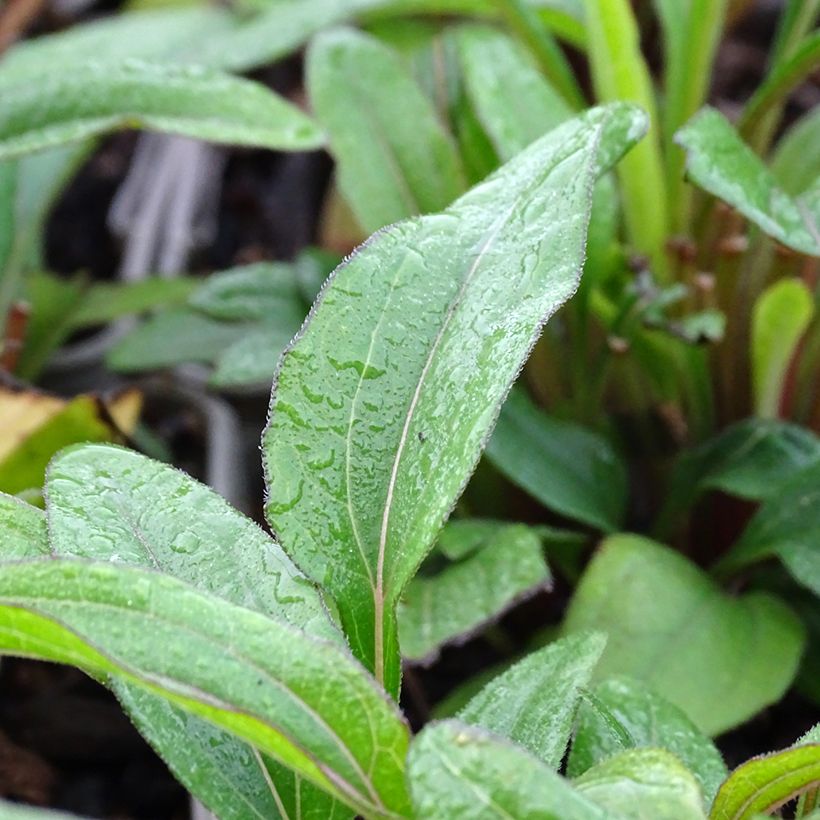 Echinacea Kismet Orange Intense - Scheinsonnenhut (Foliage)