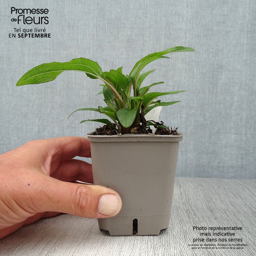 Example of Echinacea Kismet Orange Intense - Scheinsonnenhut Kleine Töpfe von 8/9 cm as you get in automne