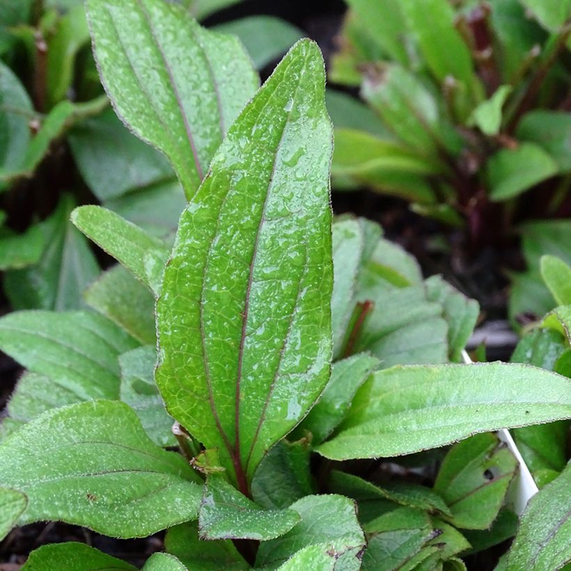 Echinacea Kismet Red - Scheinsonnenhut (Foliage)