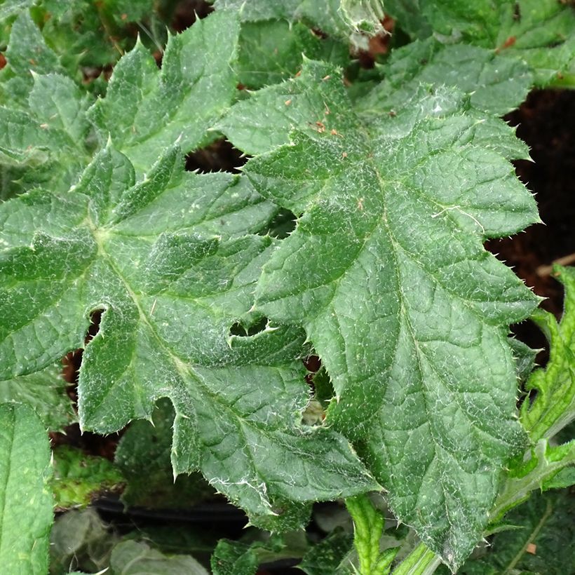 Banater Kugeldistel Taplow Blue - Echinops bannaticus (Foliage)