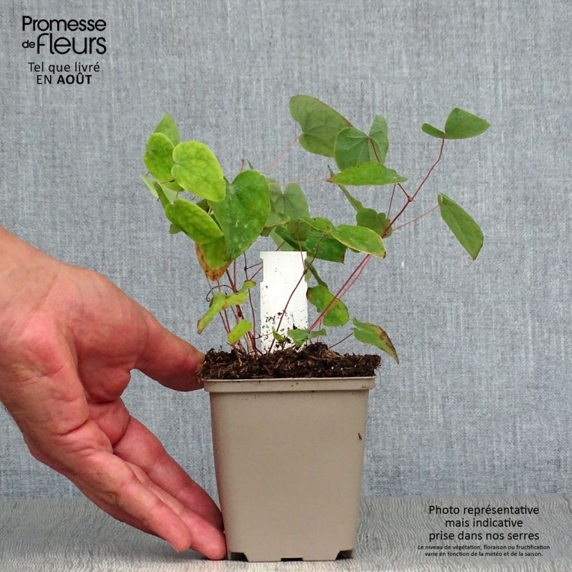 Example of Epimedium acuminatum - Elfenblume Kleine Töpfe von 8/9 cm as you get in ete