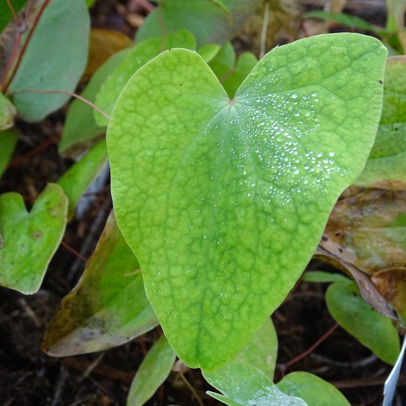 Epimedium acuminatum - Elfenblume (Foliage)