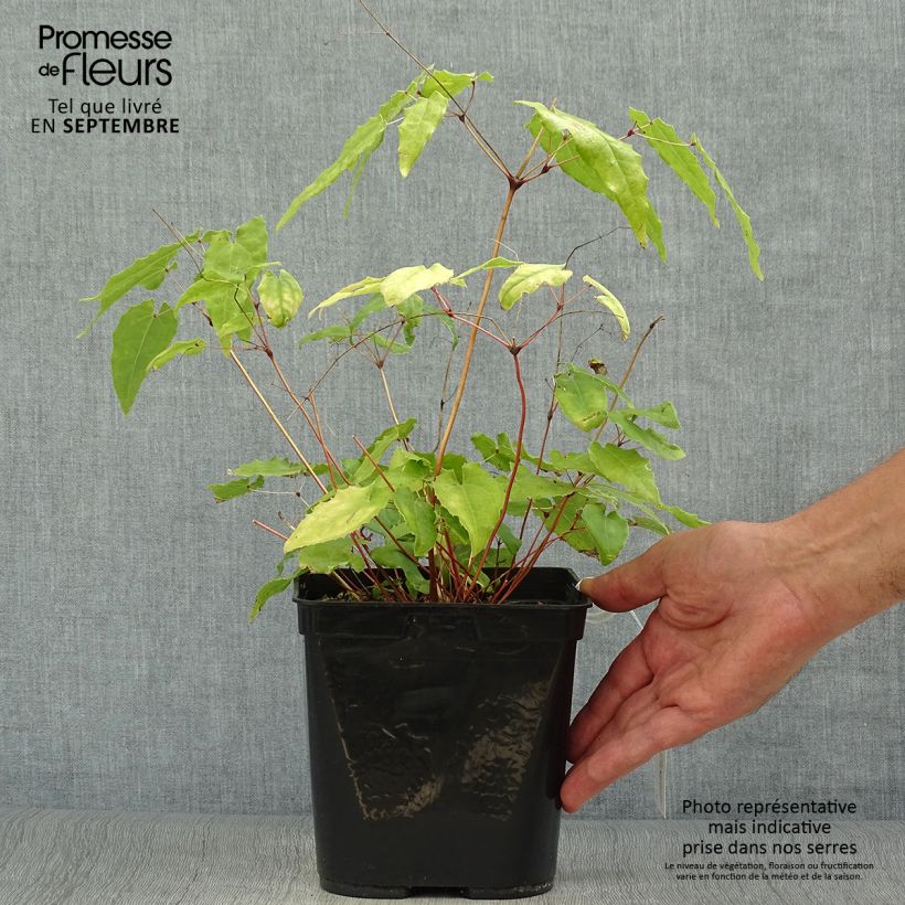 Example of Epimedium Amber Queen - Elfenblume Topf mit 3L/4L as you get in automne
