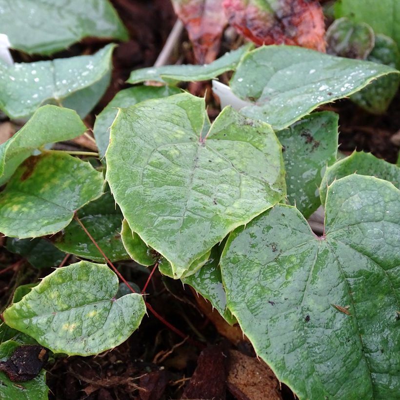 Epimedium brachyrrhizum - Elfenblume (Foliage)