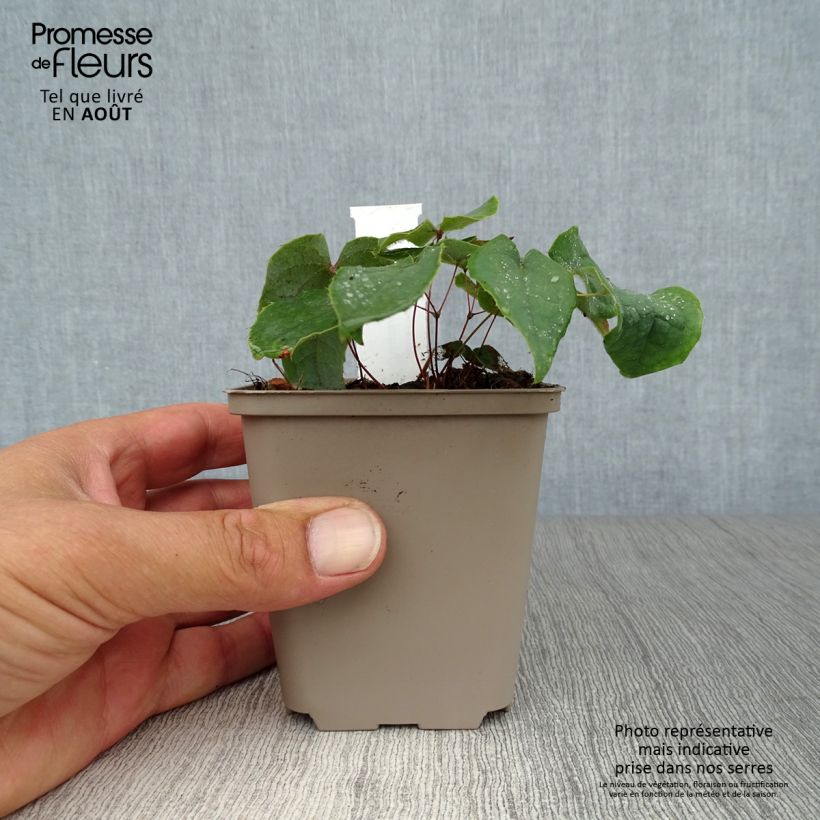 Example of Epimedium brachyrrhizum - Elfenblume Kleine Töpfe von 8/9 cm as you get in ete