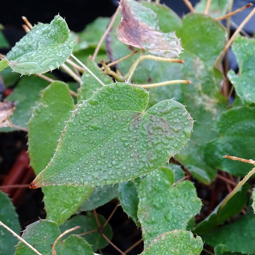 Epimedium rubrum Galadriel - Rote Elfenblume (Foliage)