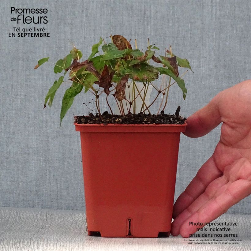 Example of Epimedium rubrum Galadriel - Rote Elfenblume Topf mit 1L/1,5L as you get in automne