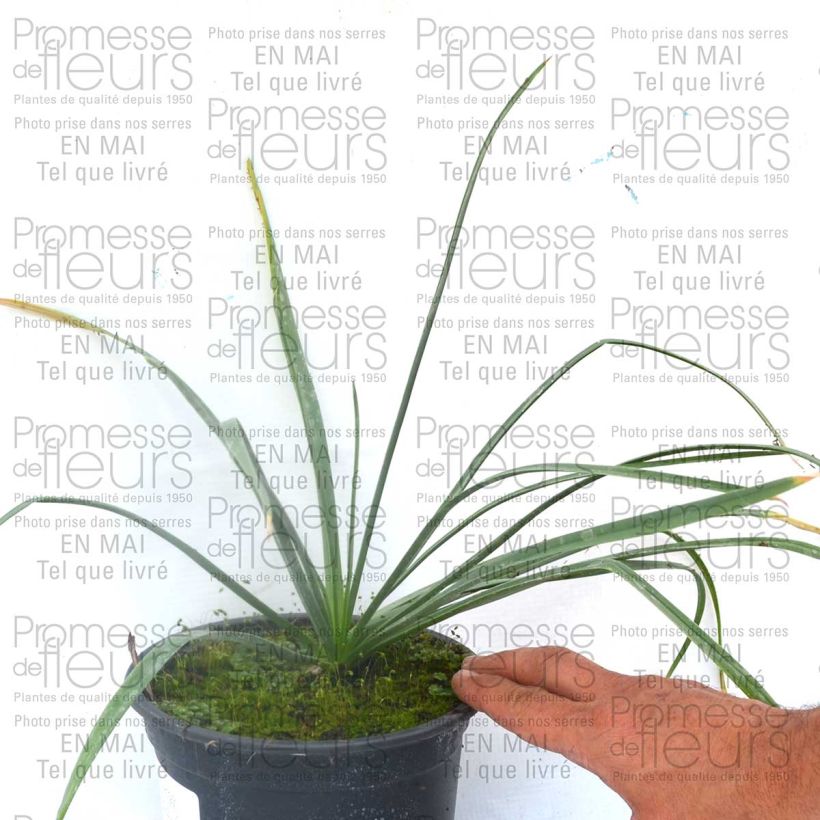 Example of Eremurus Cléopatra - Steppenkerze Zwiebel size I as you get