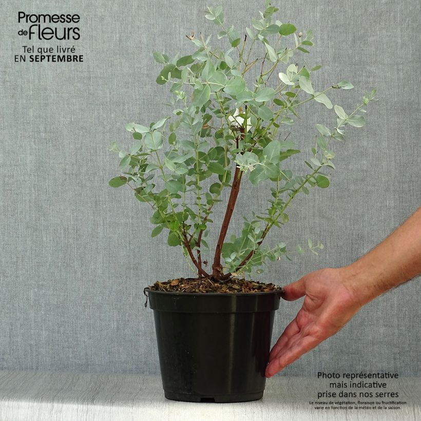 Example of Eucalyptus archeri Topf mit 4L/5L as you get in automne