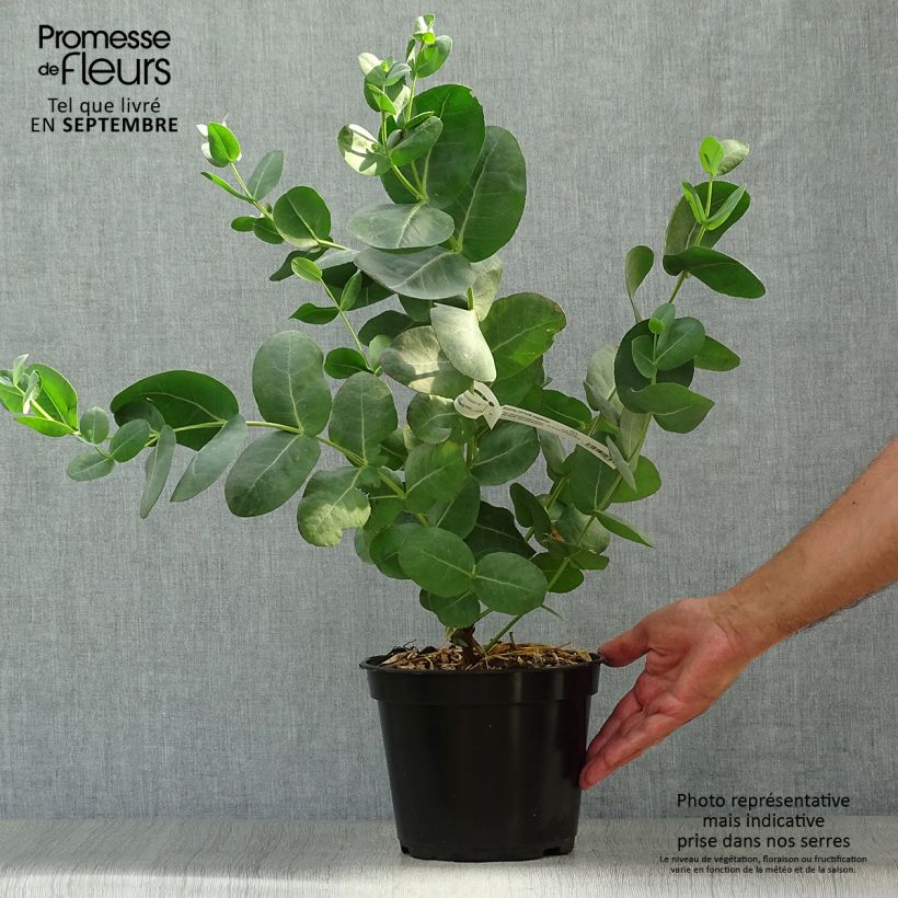 Example of Eucalyptus neglecta Topf mit 4L/5L as you get in automne