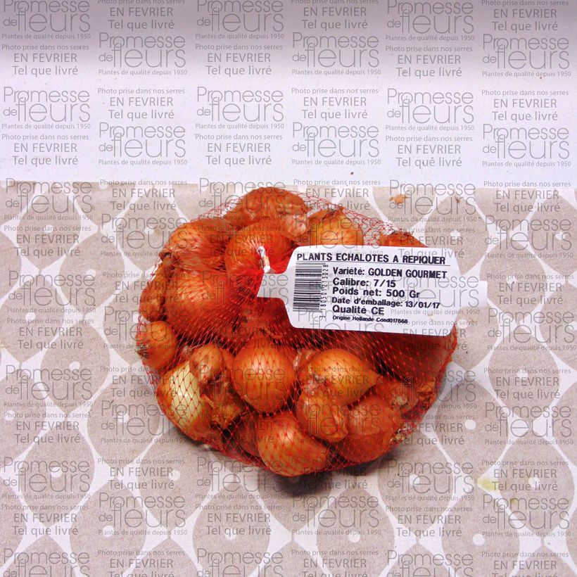 Example of Schalotte Golden Gourmet Stück size 7/15 mm as you get