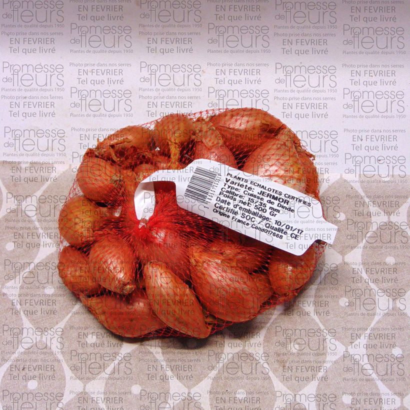 Example of Schalotte Jermor Stück size 15/35 mm as you get