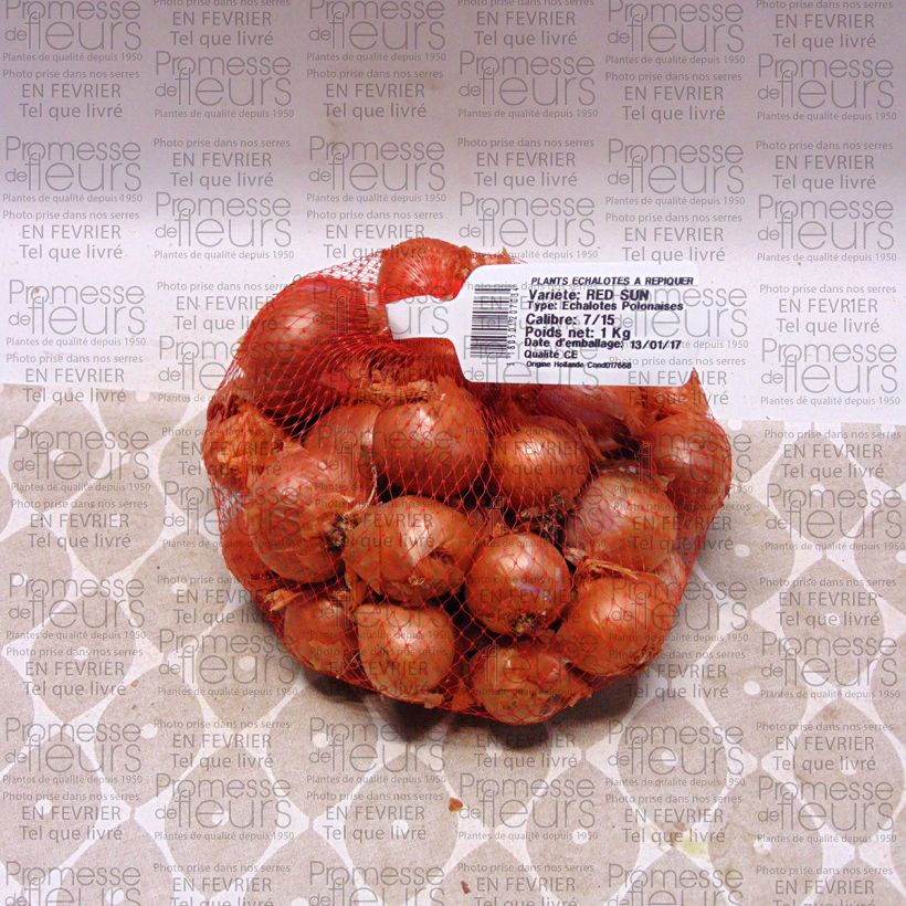 Example of Schalotte Red Sun Stück size 7/15 mm as you get