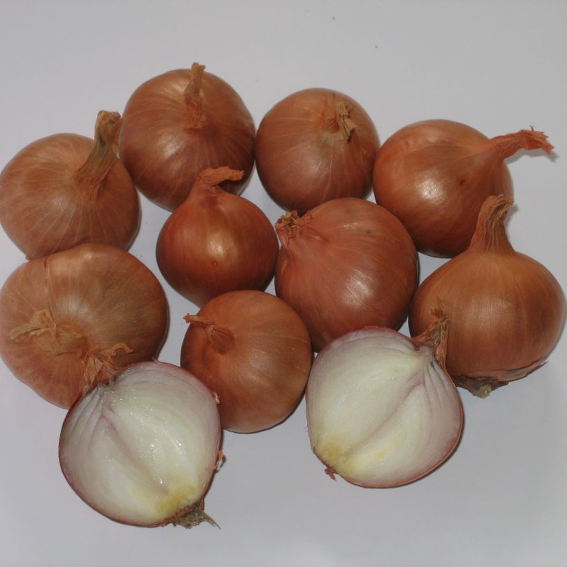 Schalotte Red Sun (Harvest)