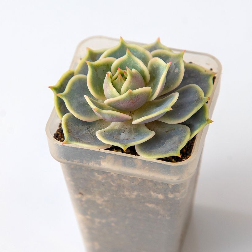 Echeveria Lola - Echeverie (Laub)