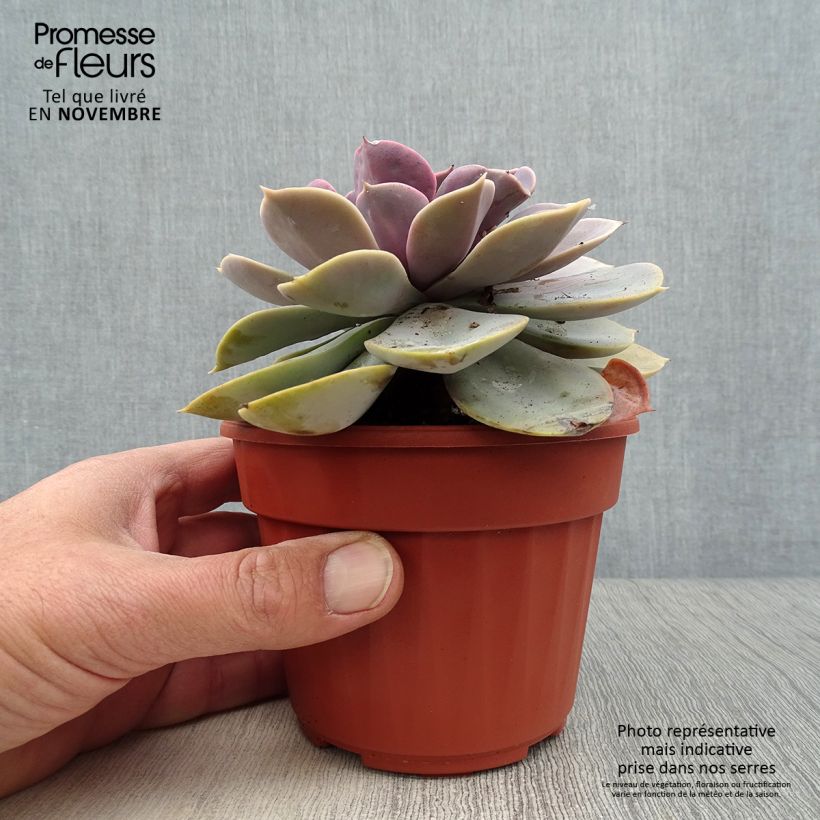 Example of Echeveria Perle Von Nürnberg - Echeverie Topf 12 cm / 13 cm as you get in automne