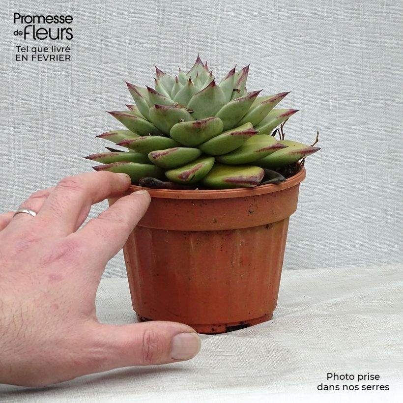Exemplar von Echeveria agavoides Ebony - Echeverie Topf 12 cm / 13 cm wie im Winter geliefert